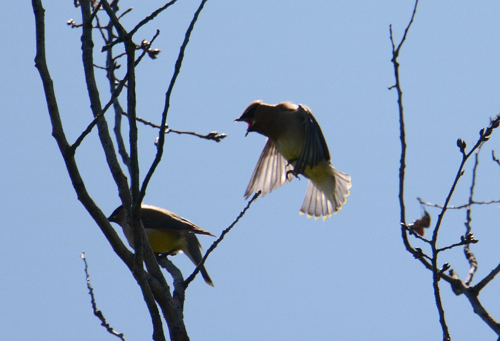 Waxwing, Cedar, 2014-06206187 Broad Meadow Brook, MA.JPG - Cedar Waxwing. Broad Meadow Brook Wildlife Sanctuary, MA, 6-20-2014